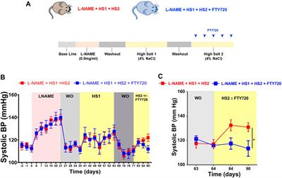 Sphingosine 1 phosphate promotes hypertension specific memory T cell trafficking in response to repeated hypertensive challenges